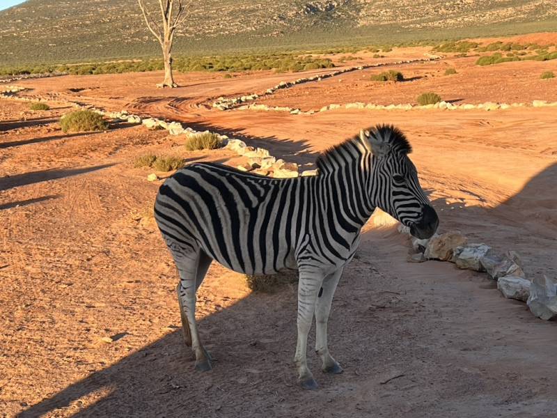 voyage safari en Afrique du Sud 