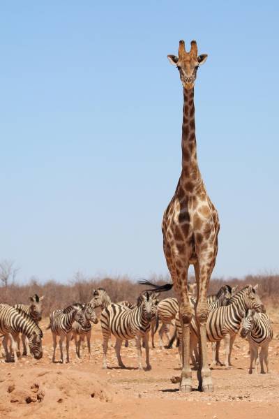 Namibie : séminaire d’entreprise entre désert grandiose et incentive authentique