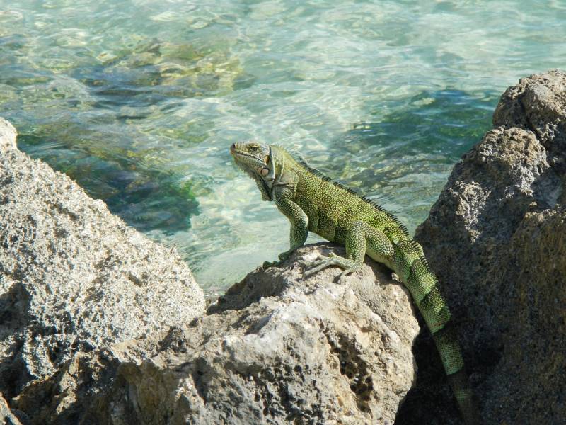 Un séminaire d’entreprise réussi dans les Caraïbes ? Cap sur la Guadeloupe